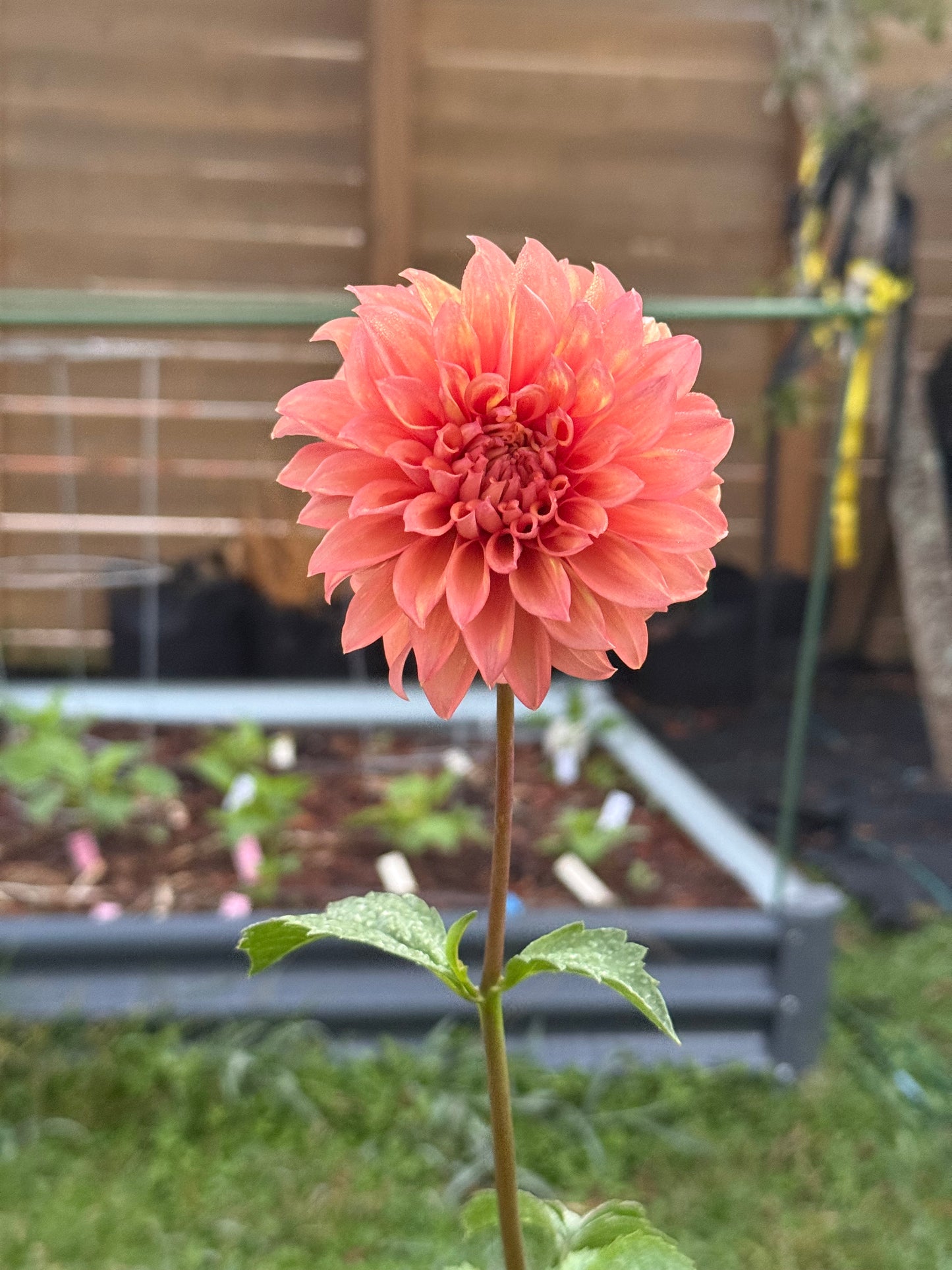 Misfit Kaleidoscope (Rooted cutting)