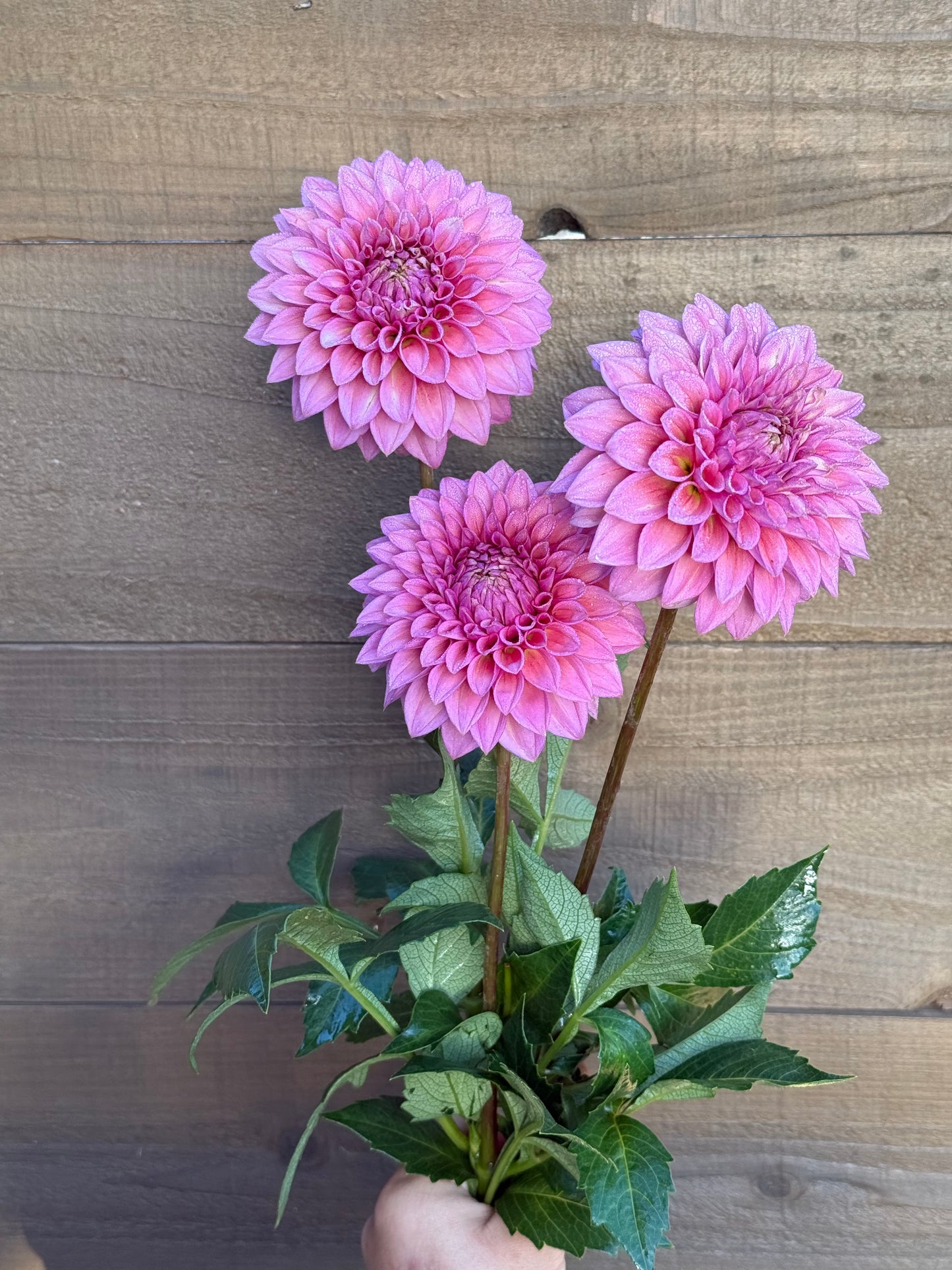 Levi’s Bubblegum (Rooted cutting)