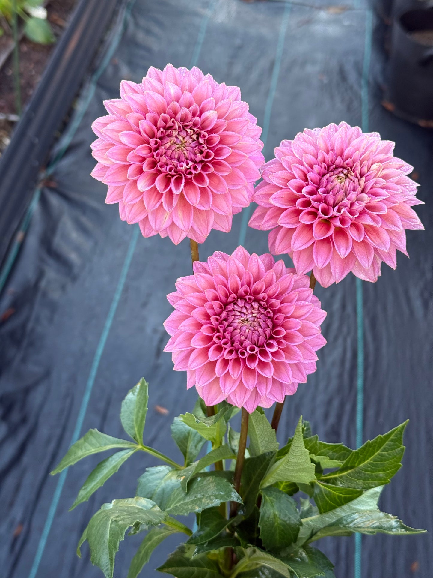 Levi’s Bubblegum (Rooted cutting)