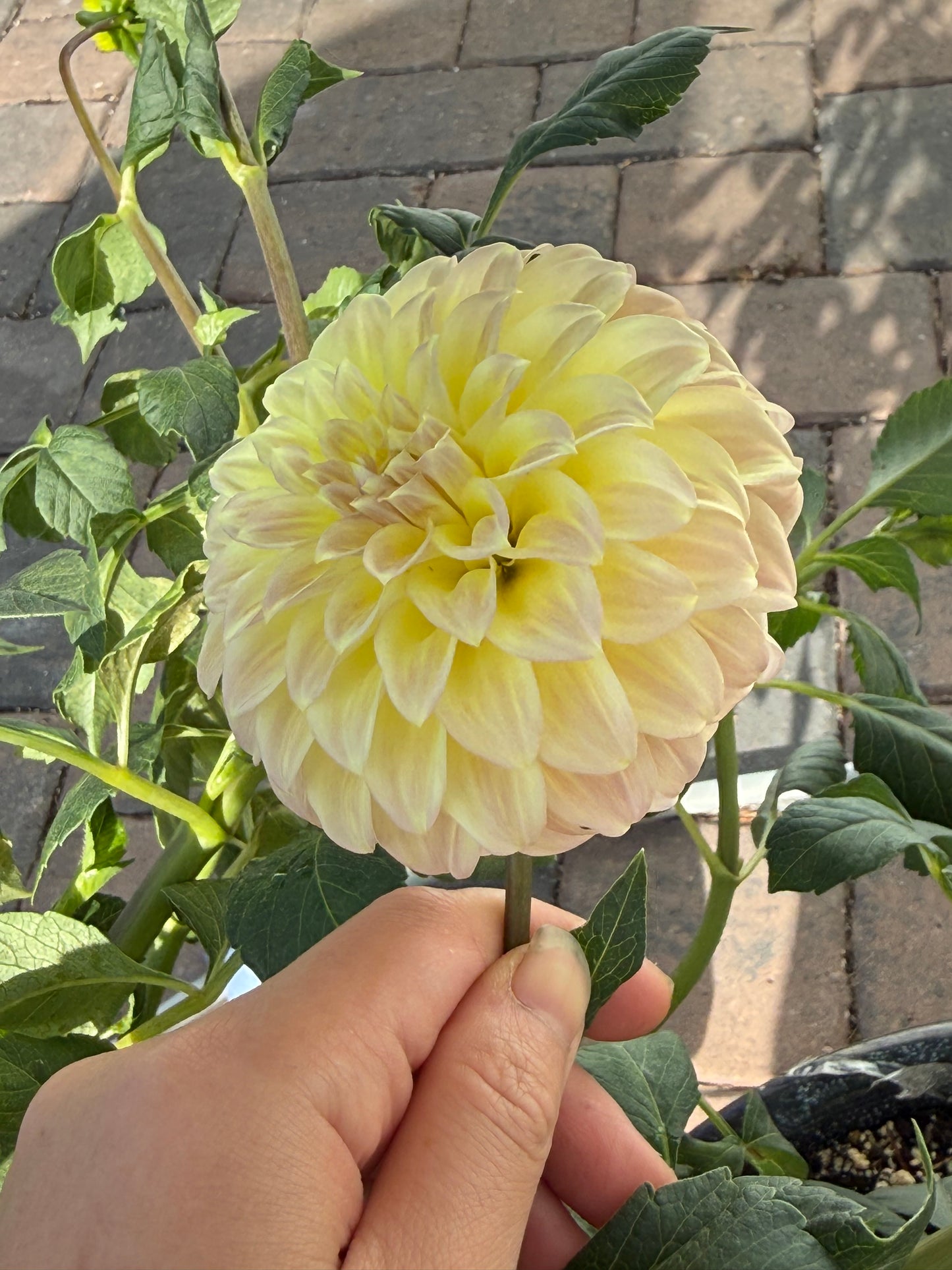 Coorabell Astrid 🇦🇺 (rooted cutting)