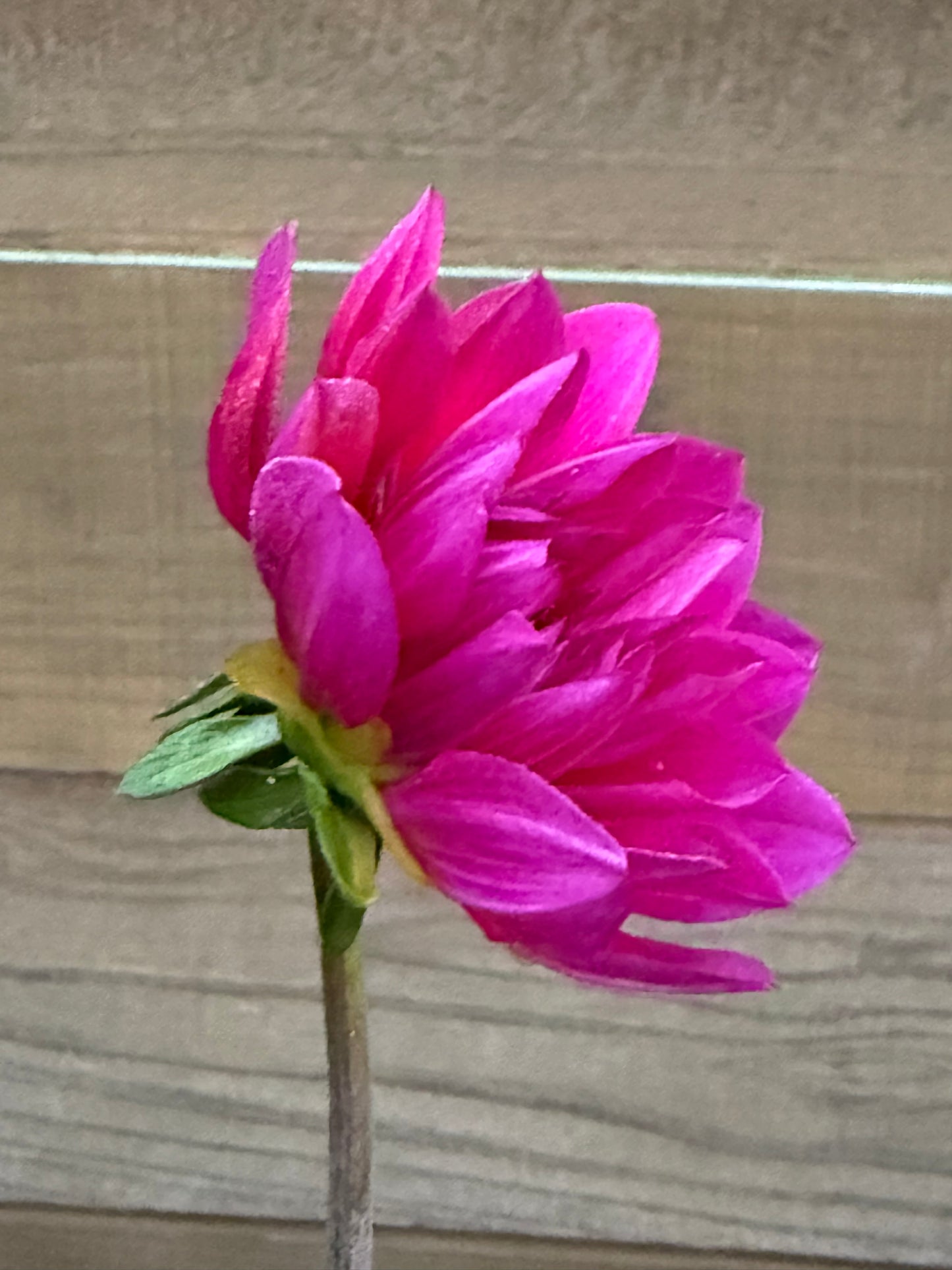 Hollyhill Amethyst (Rooted cutting)