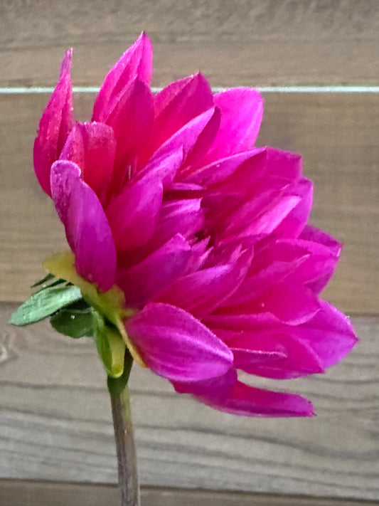 Hollyhill Amethyst (Rooted cutting)