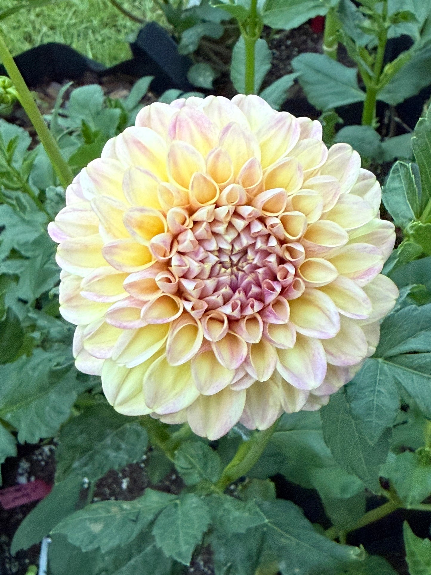 Florelie Harmony (Rooted cutting)