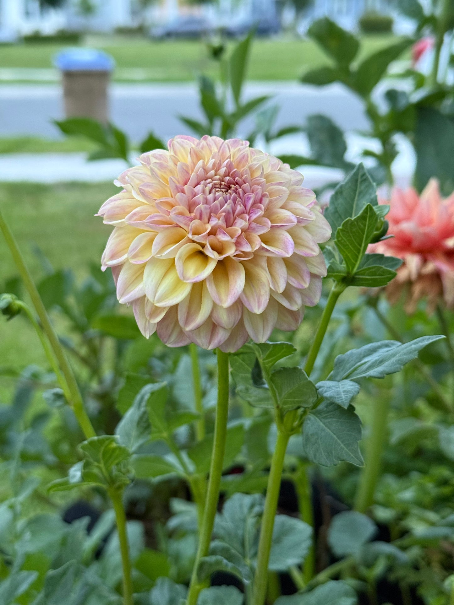 Florelie Harmony (Rooted cutting)