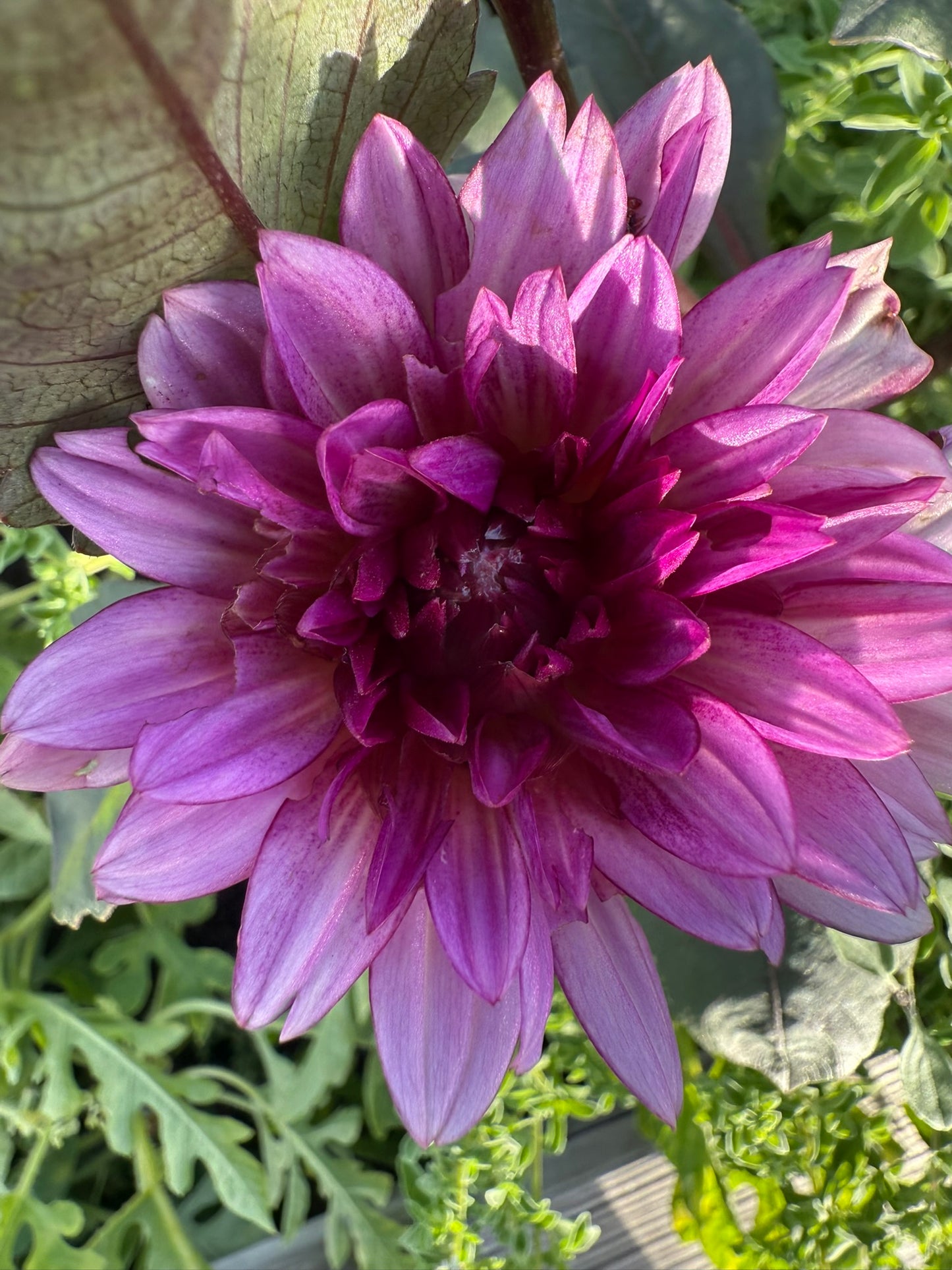 Molly Raven (rooted cutting)