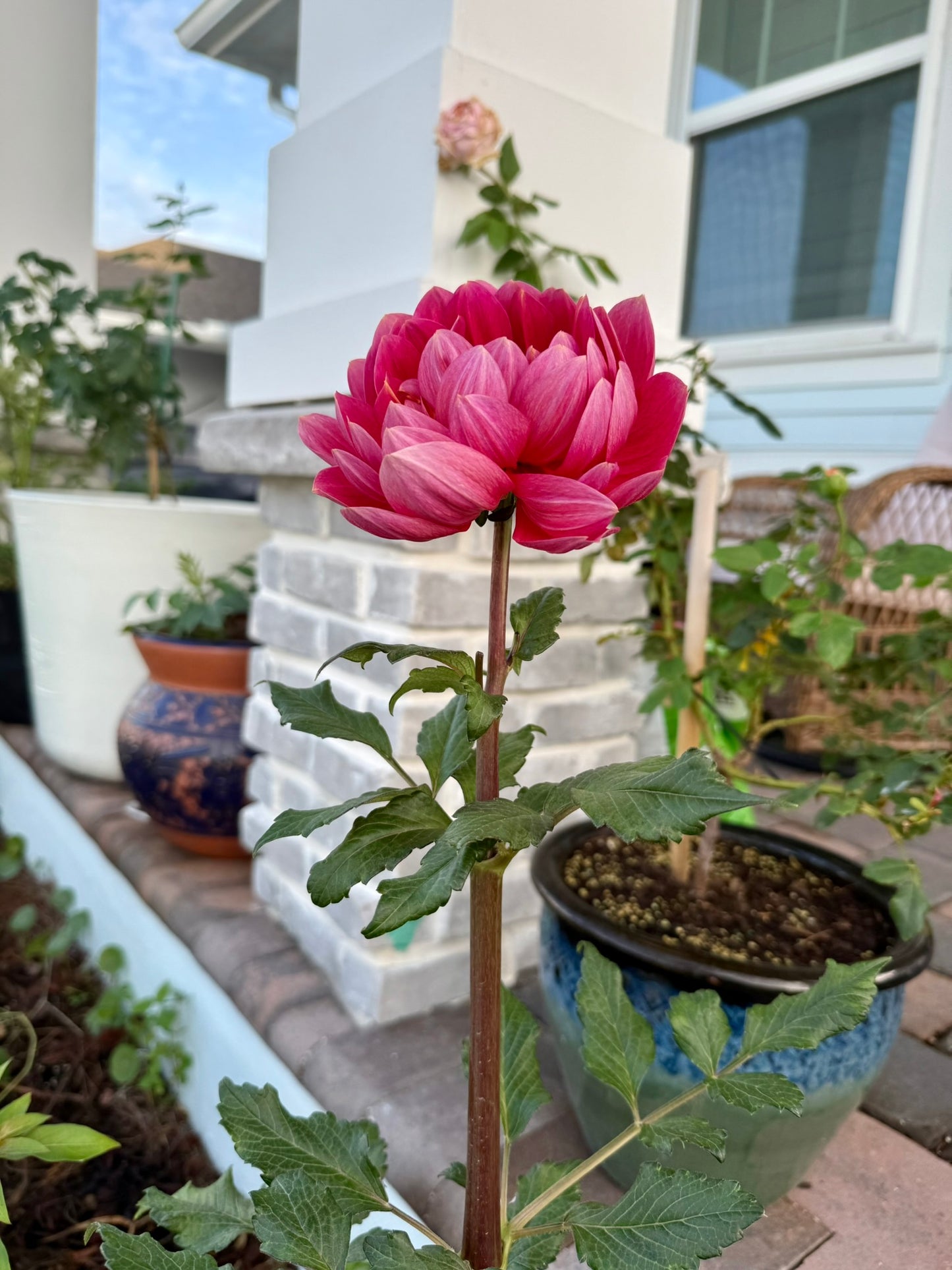 Hollyhill Daydream (rooted cutting)