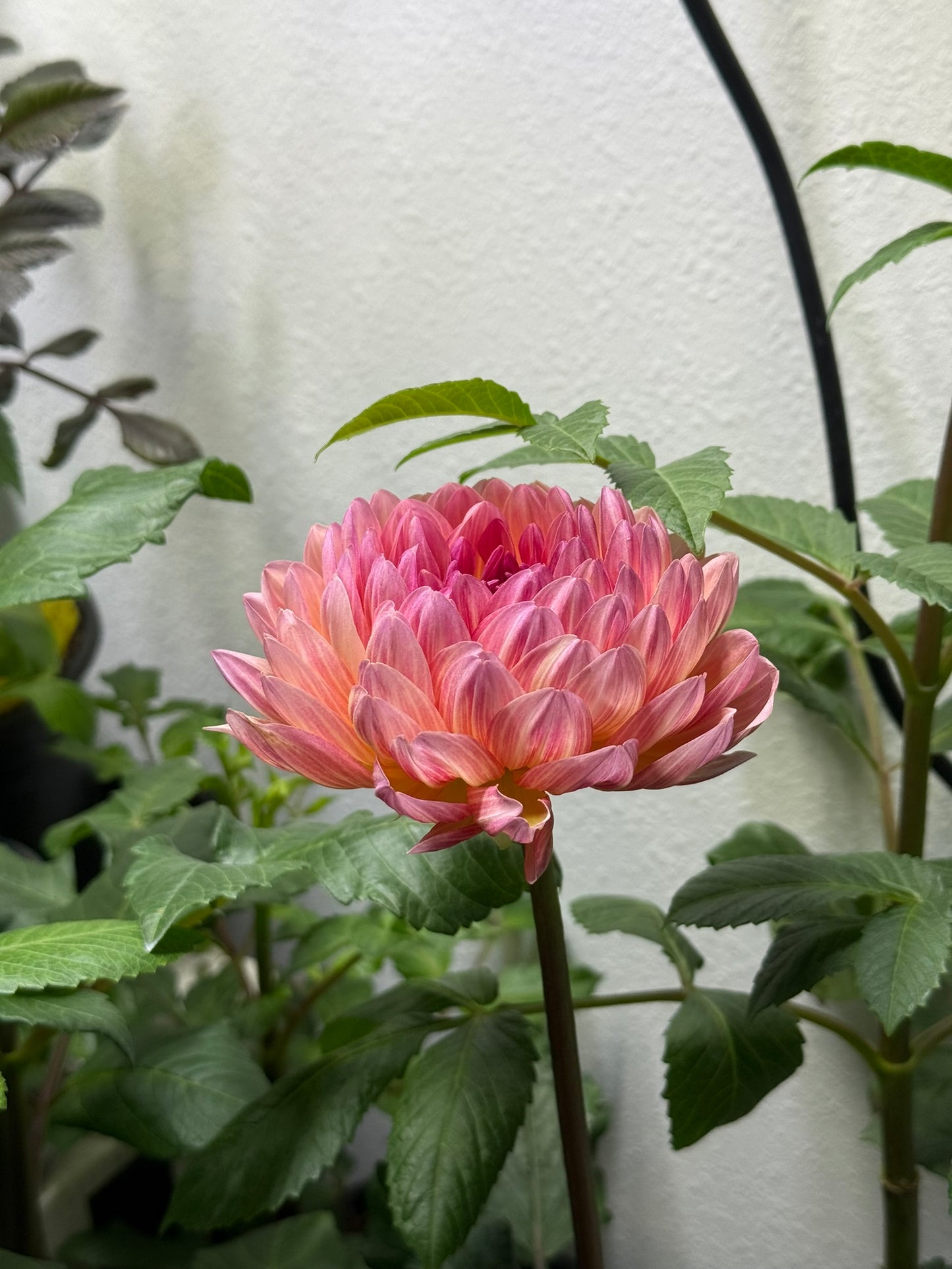 Sandia Bliss (rooted cutting)
