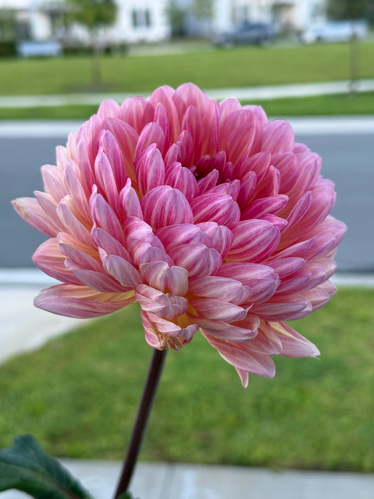 Sandia Bliss (tuber)