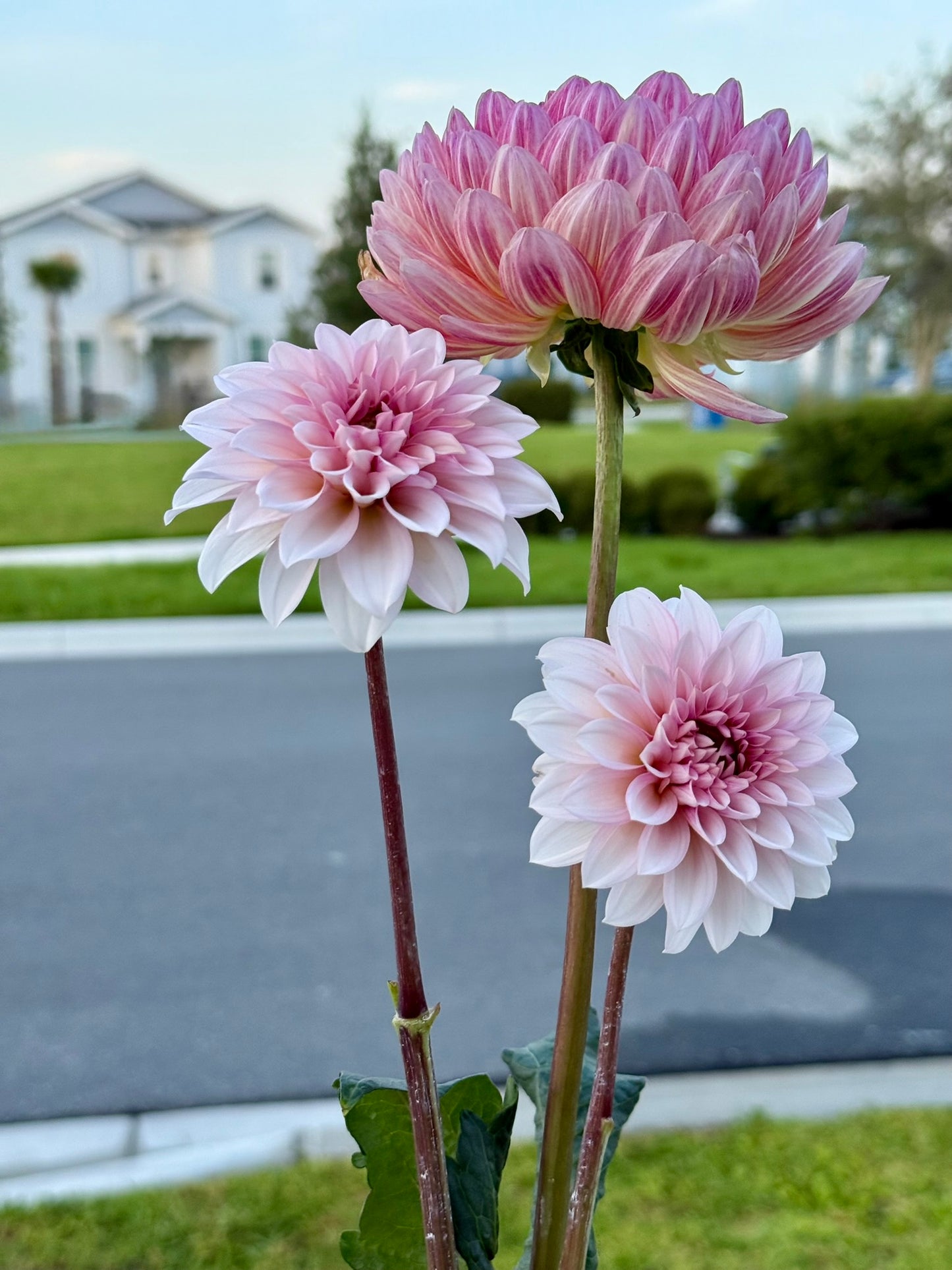 Sandia Bliss (rooted cutting)