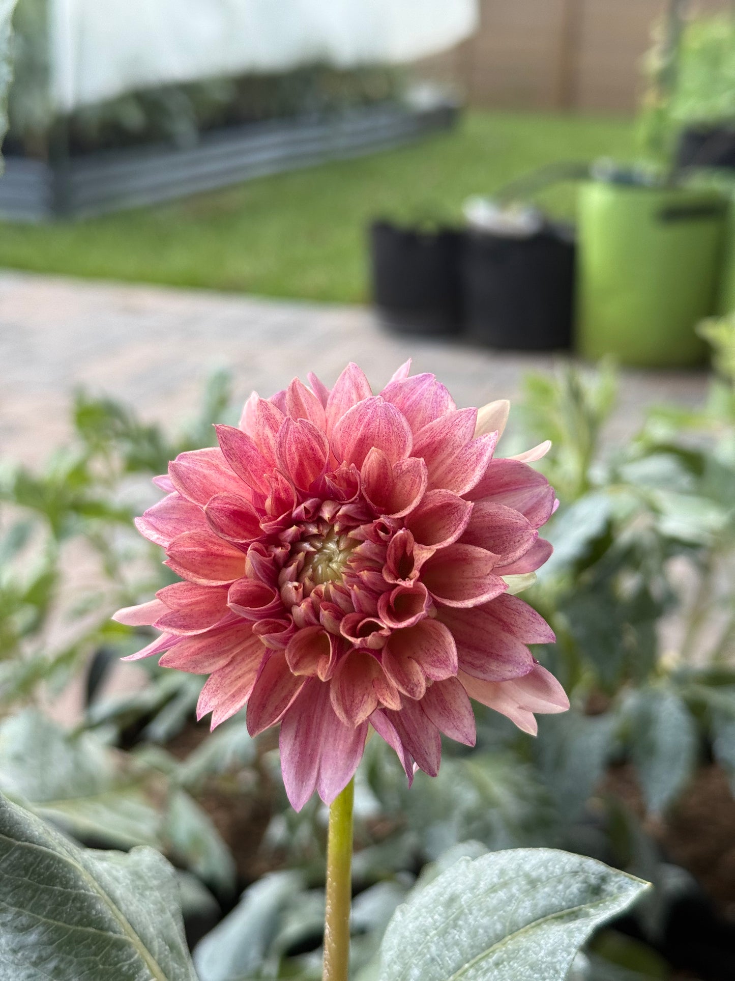 Burfoot Desert Rose (unrooted cutting)