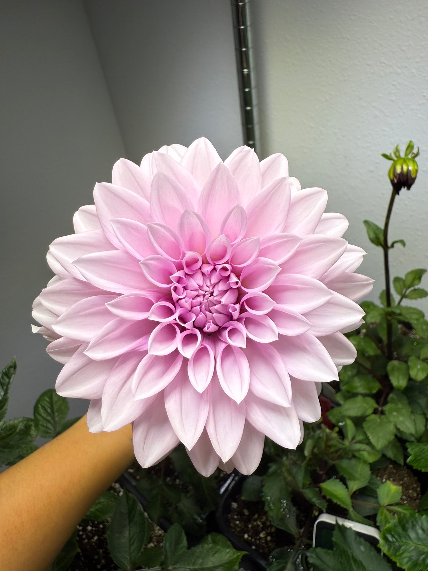 Amelia Bedelia (unrooted cutting)