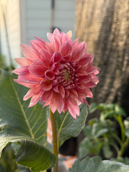 Burfoot Desert Rose (unrooted cutting)