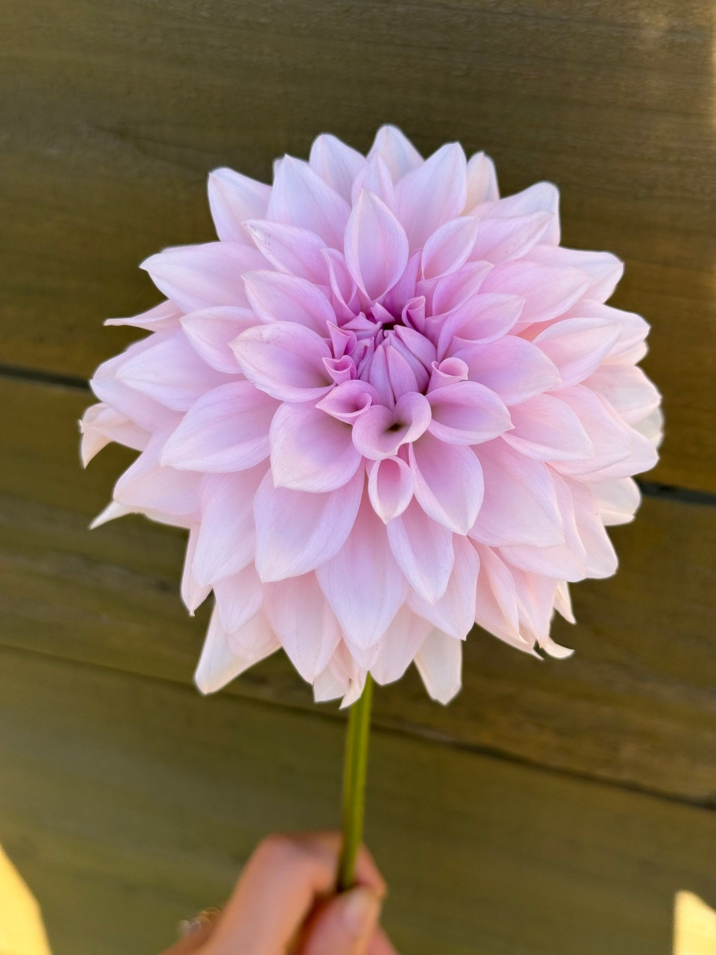 Amelia Bedelia (unrooted cutting)