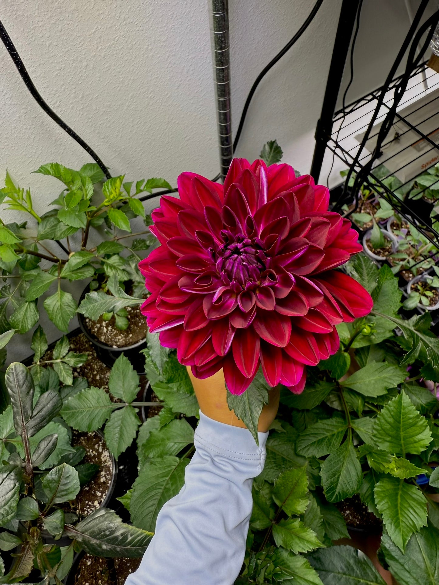 Sandia Bertha (rooted cutting)