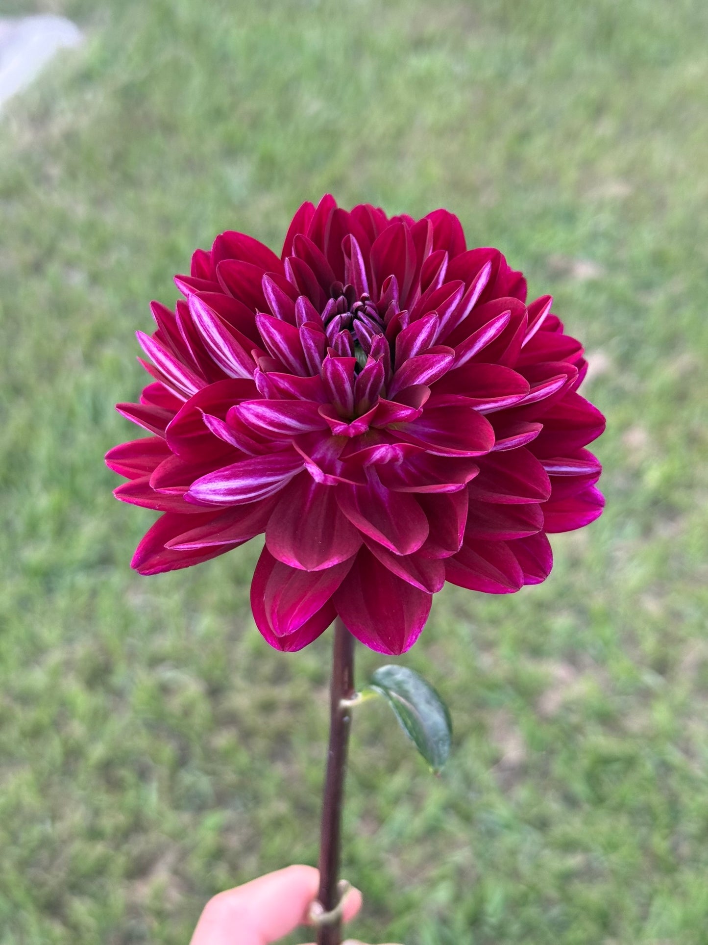 Sandia Bertha (rooted cutting)