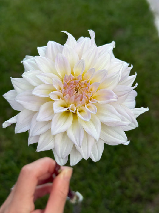 Lee’s Halo (unrooted cutting)