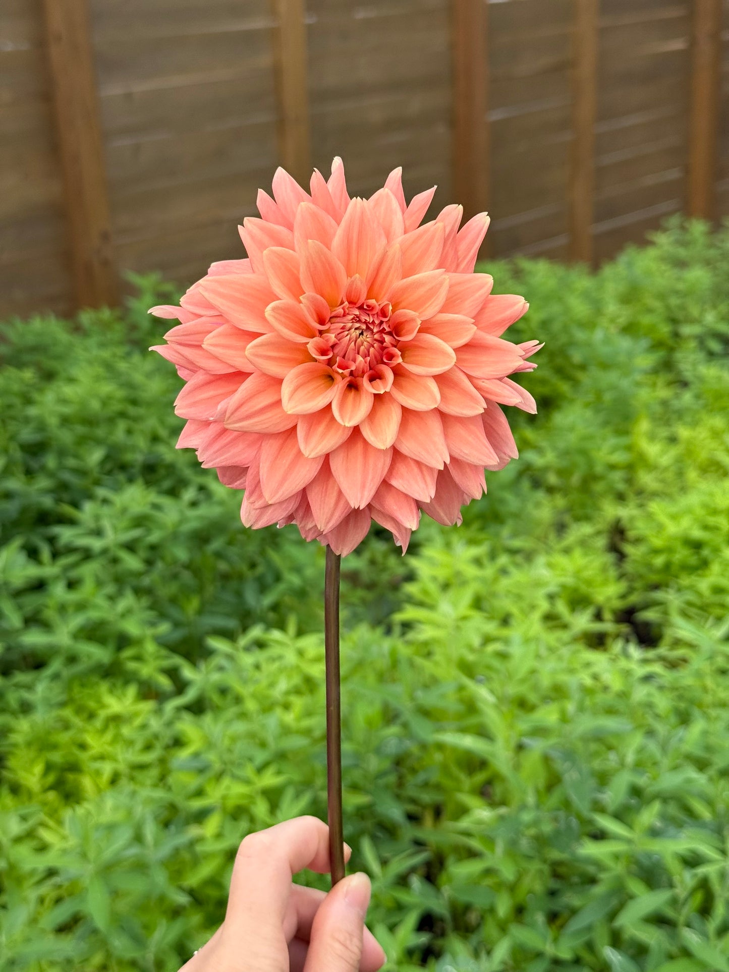 Peach Delight 🇦🇺 (rooted cutting)