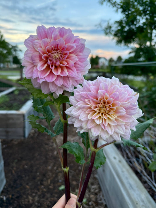 Lee’s Sugaree (unrooted cutting)