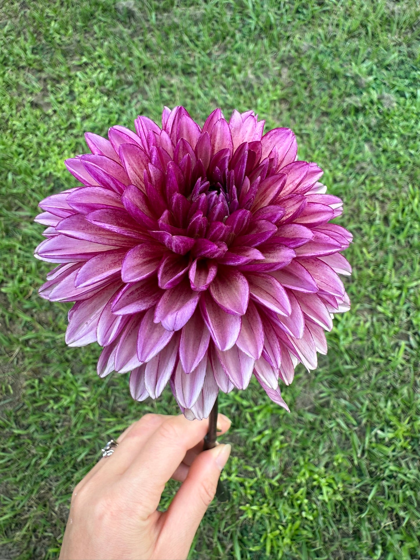 Molly Raven (rooted cutting)