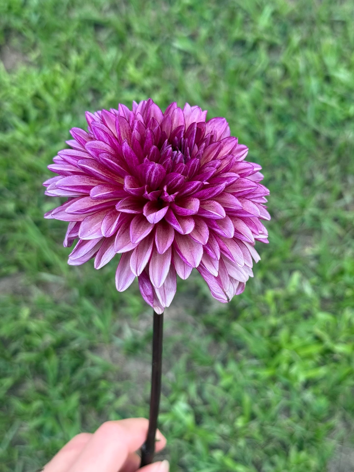 Molly Raven (rooted cutting)