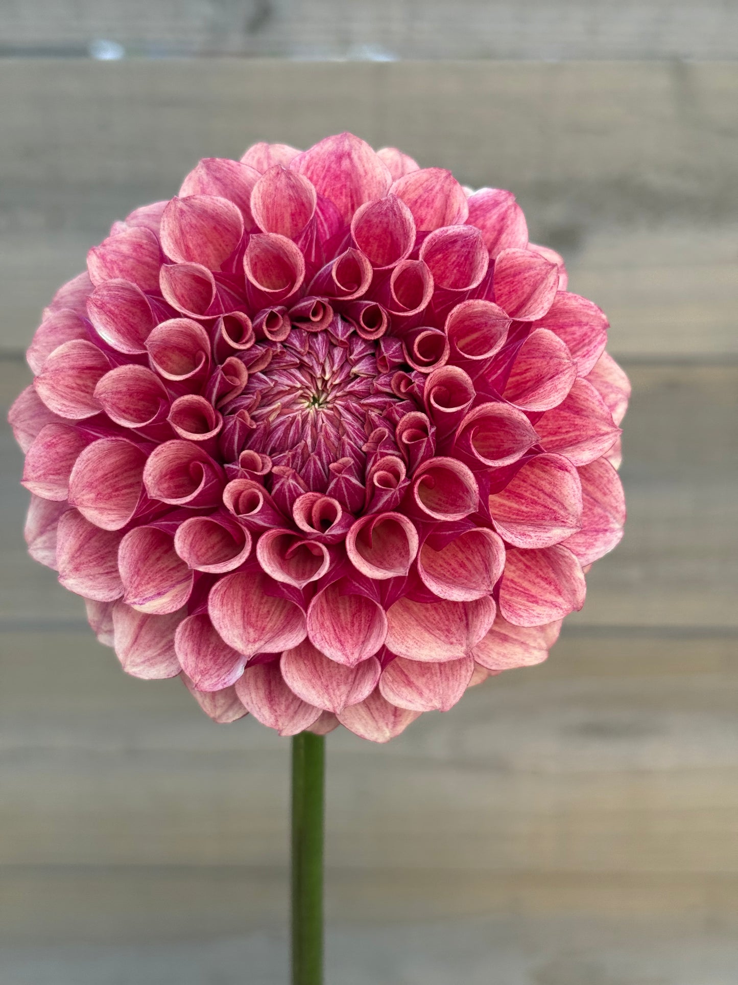 Burfoot Desert Rose (rooted cutting)