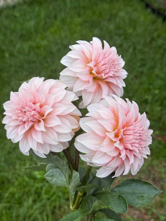 Lee’s Chloe (Unrooted cutting)