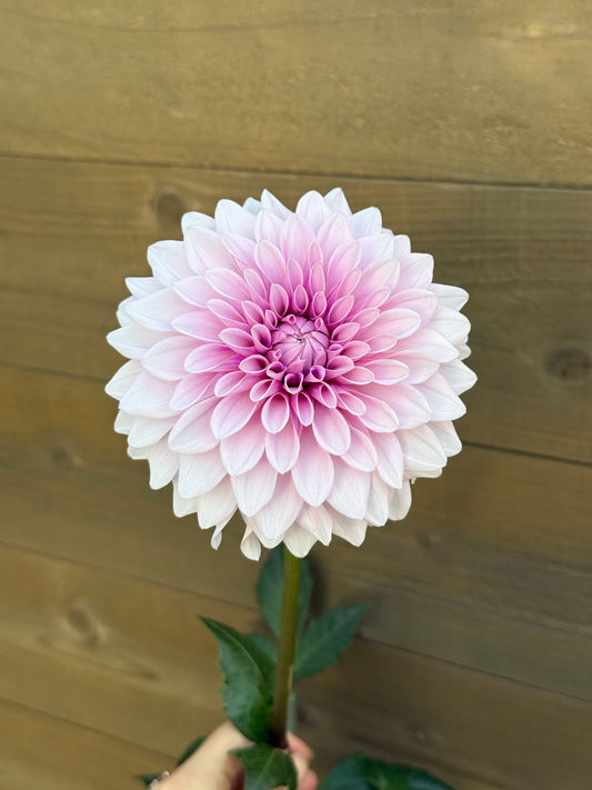 Lee’s Lilly Pilly (unrooted cutting)