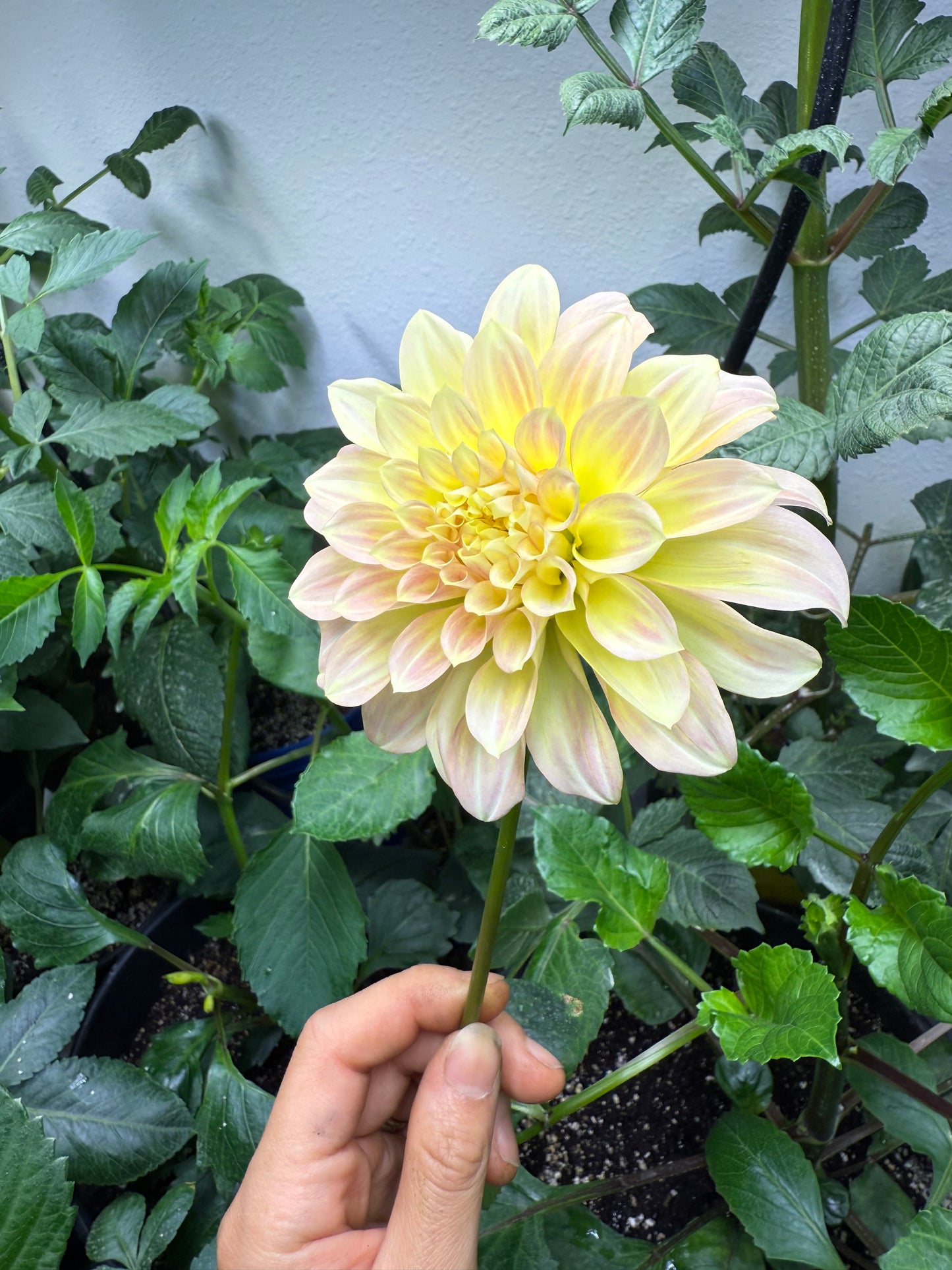 Coorabell Astrid 🇦🇺 (rooted cutting)