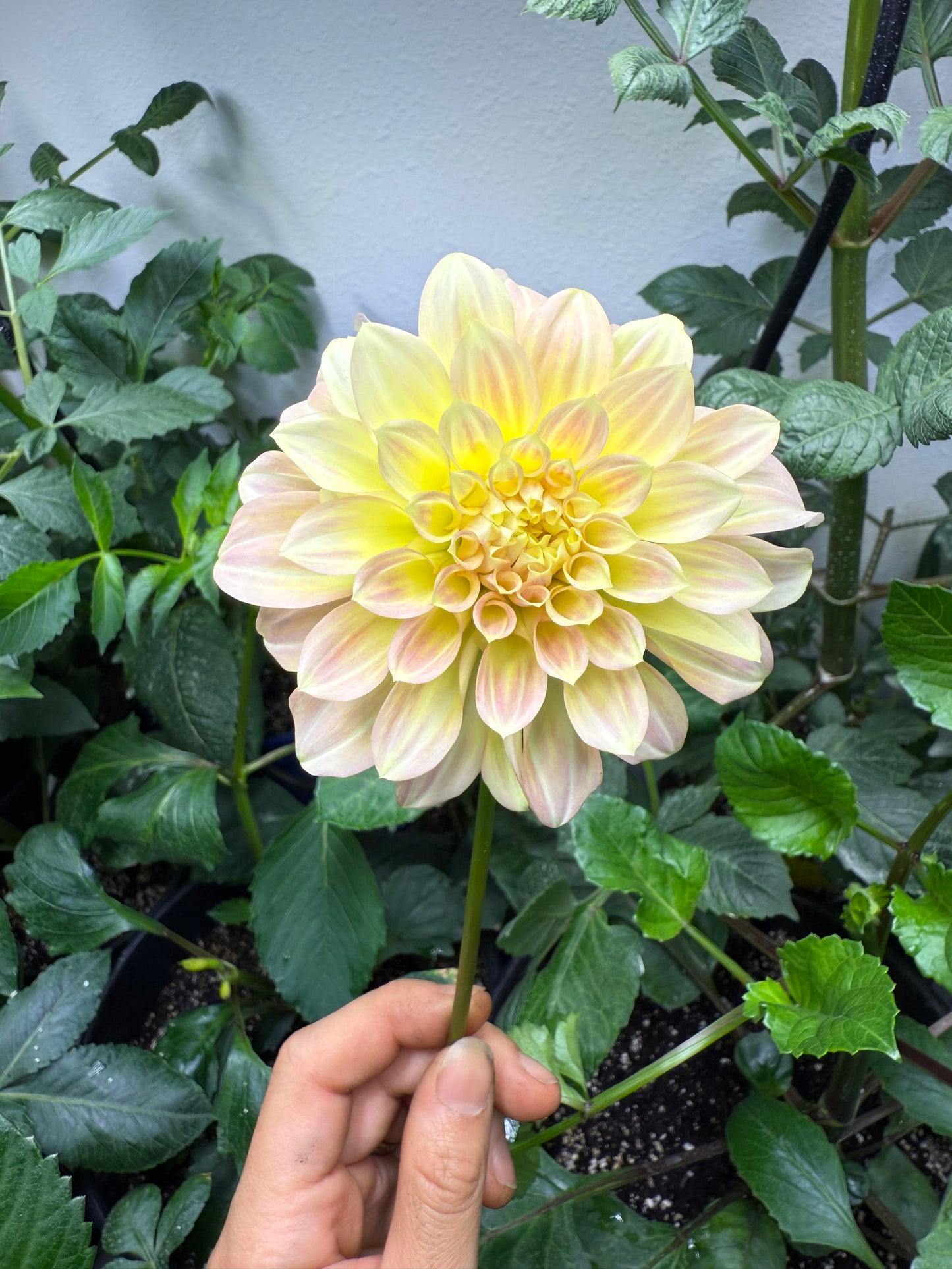 Coorabell Astrid 🇦🇺 (rooted cutting)