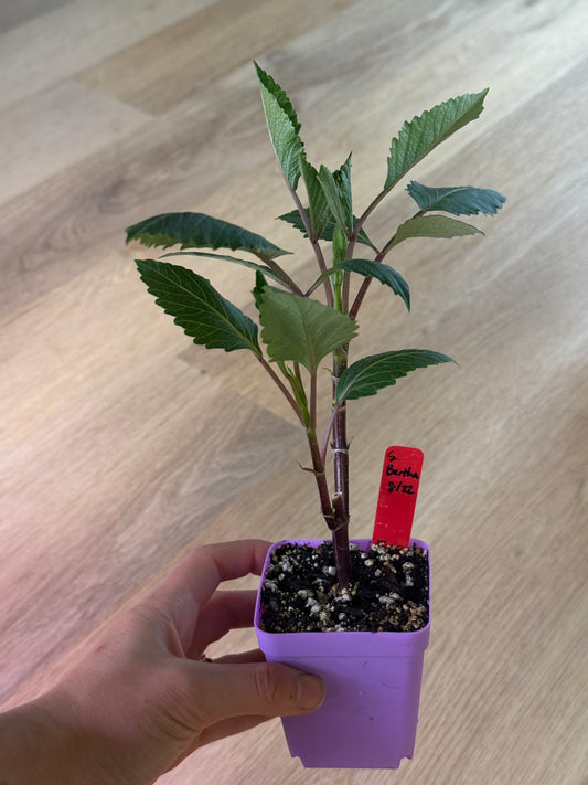 Sandia Bertha (rooted cutting)