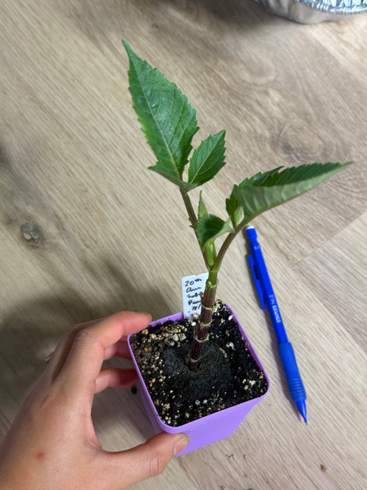 20th Ave Softer Peach (rooted cutting)