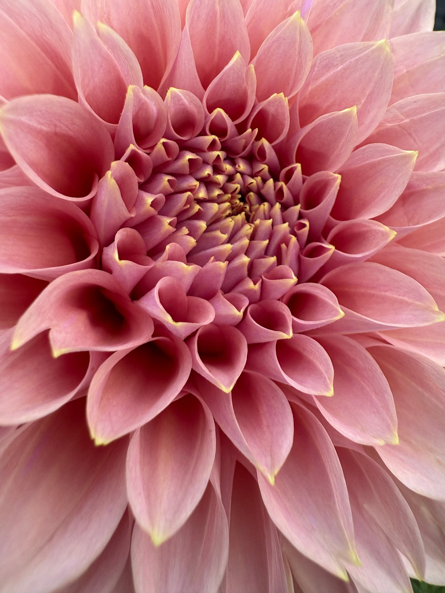 Devon Salmon 🇦🇺 (Rooted cutting)