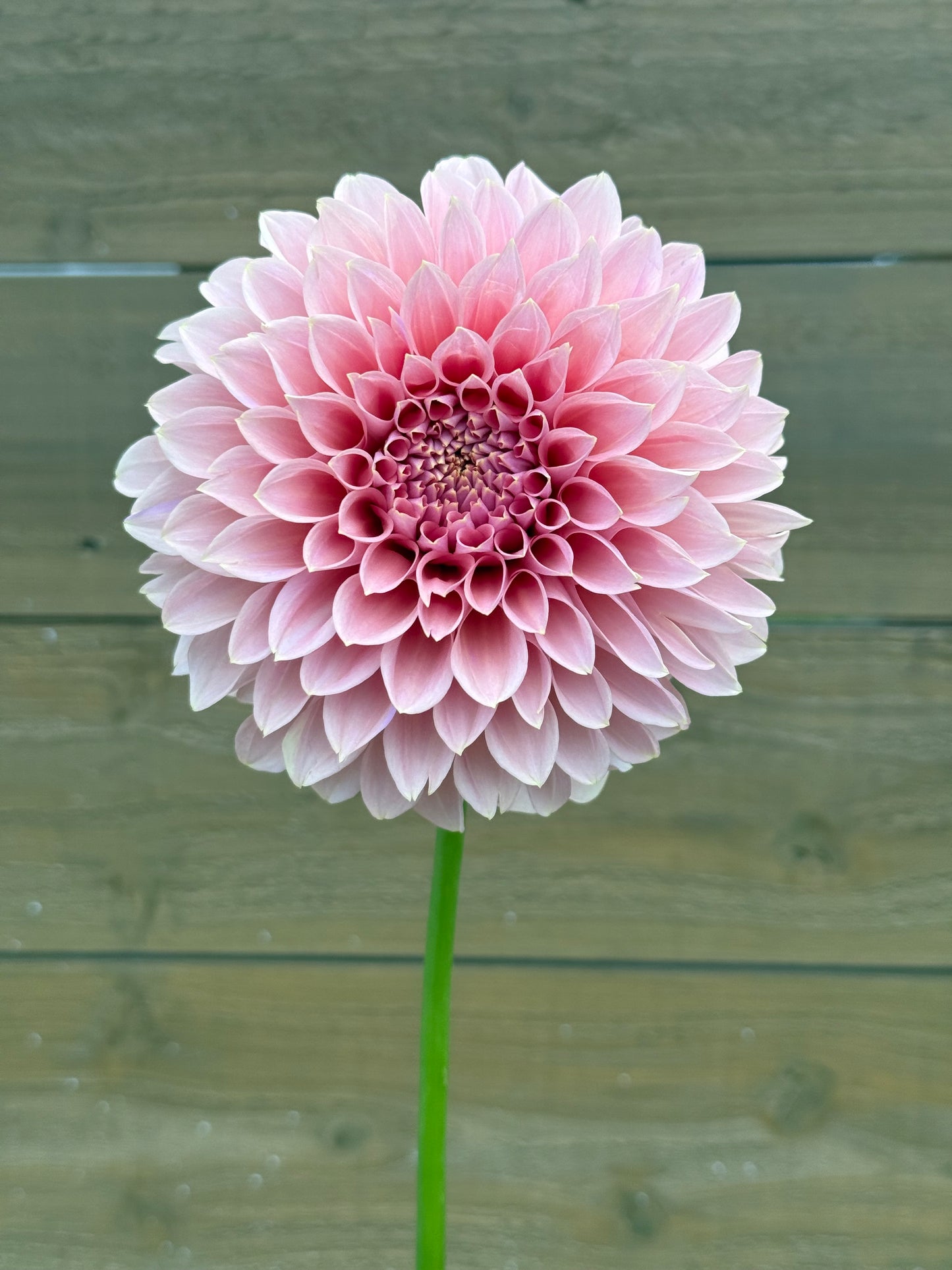 Devon Salmon 🇦🇺 (Rooted cutting)