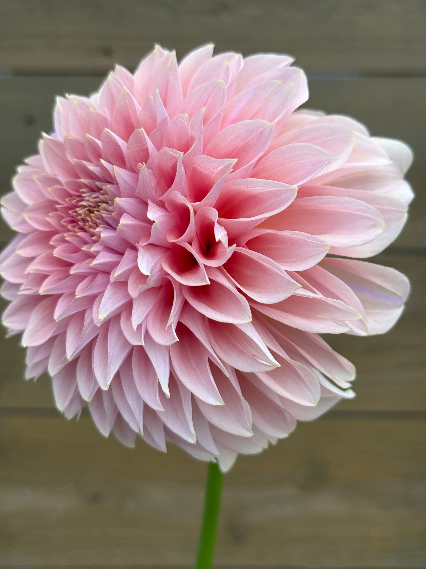 Devon Salmon 🇦🇺 (Rooted cutting)