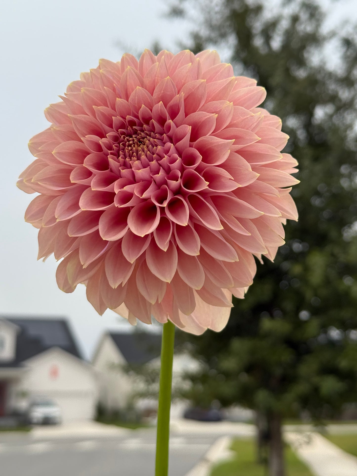 Devon Salmon 🇦🇺 (Rooted cutting)