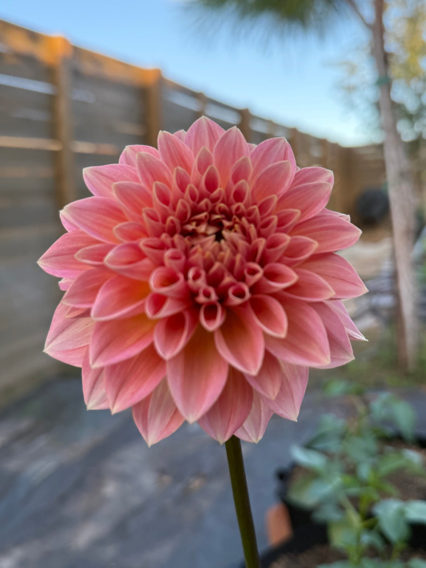 Lakeview Lady (Rooted cutting)