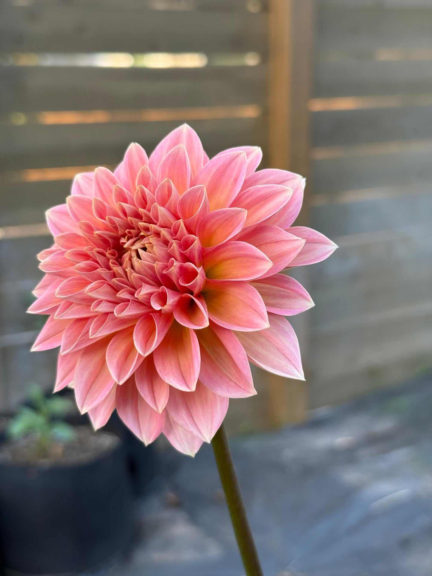 Lakeview Lady (Rooted cutting)