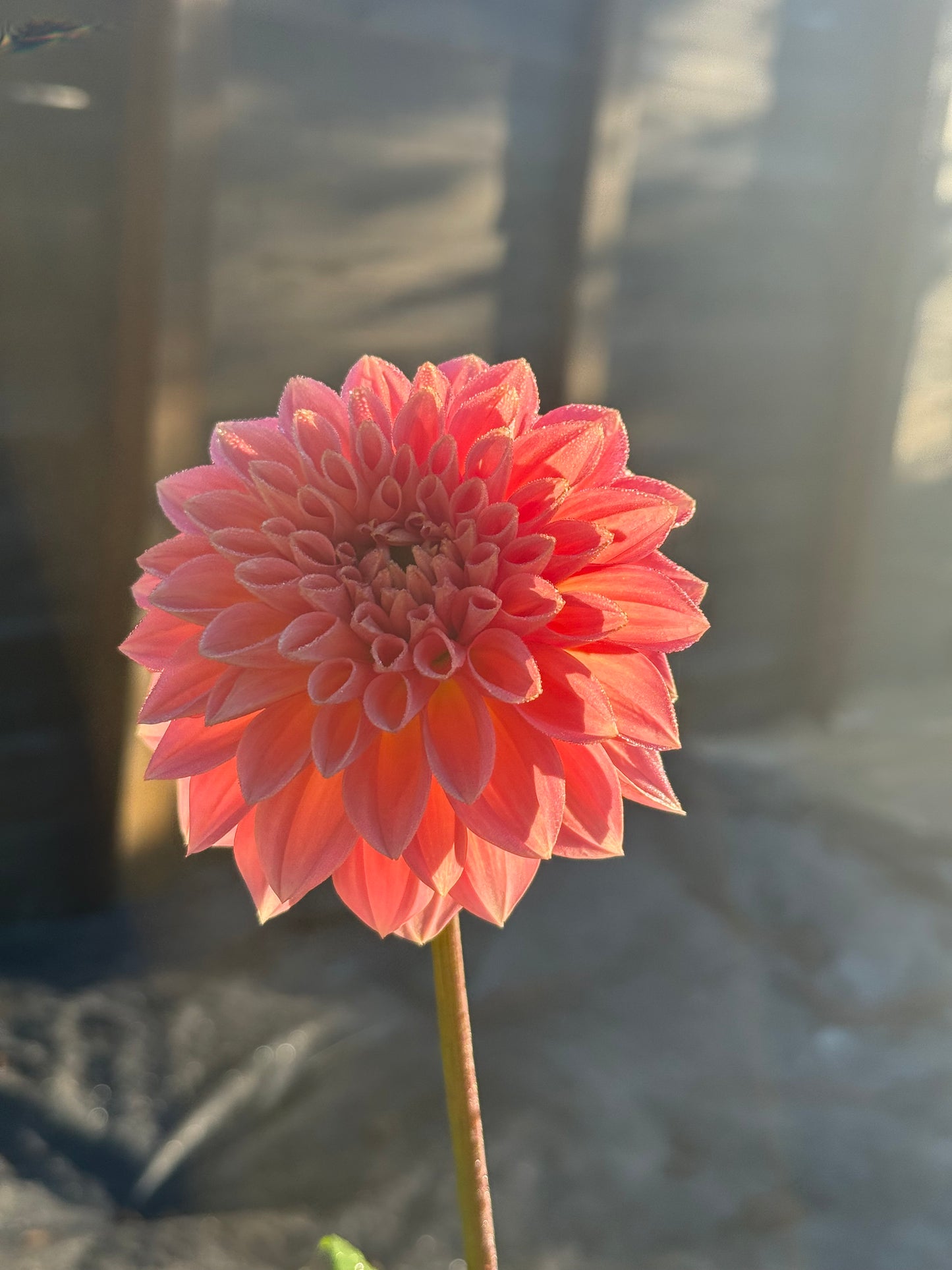 Lakeview Lady (Rooted cutting)
