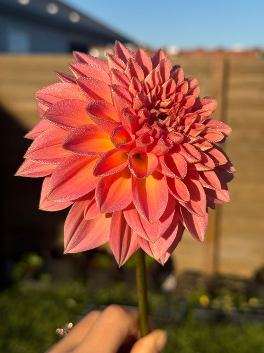 Lakeview Lady (Rooted cutting)