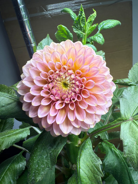 20th Pink Cloud (rooted cutting)