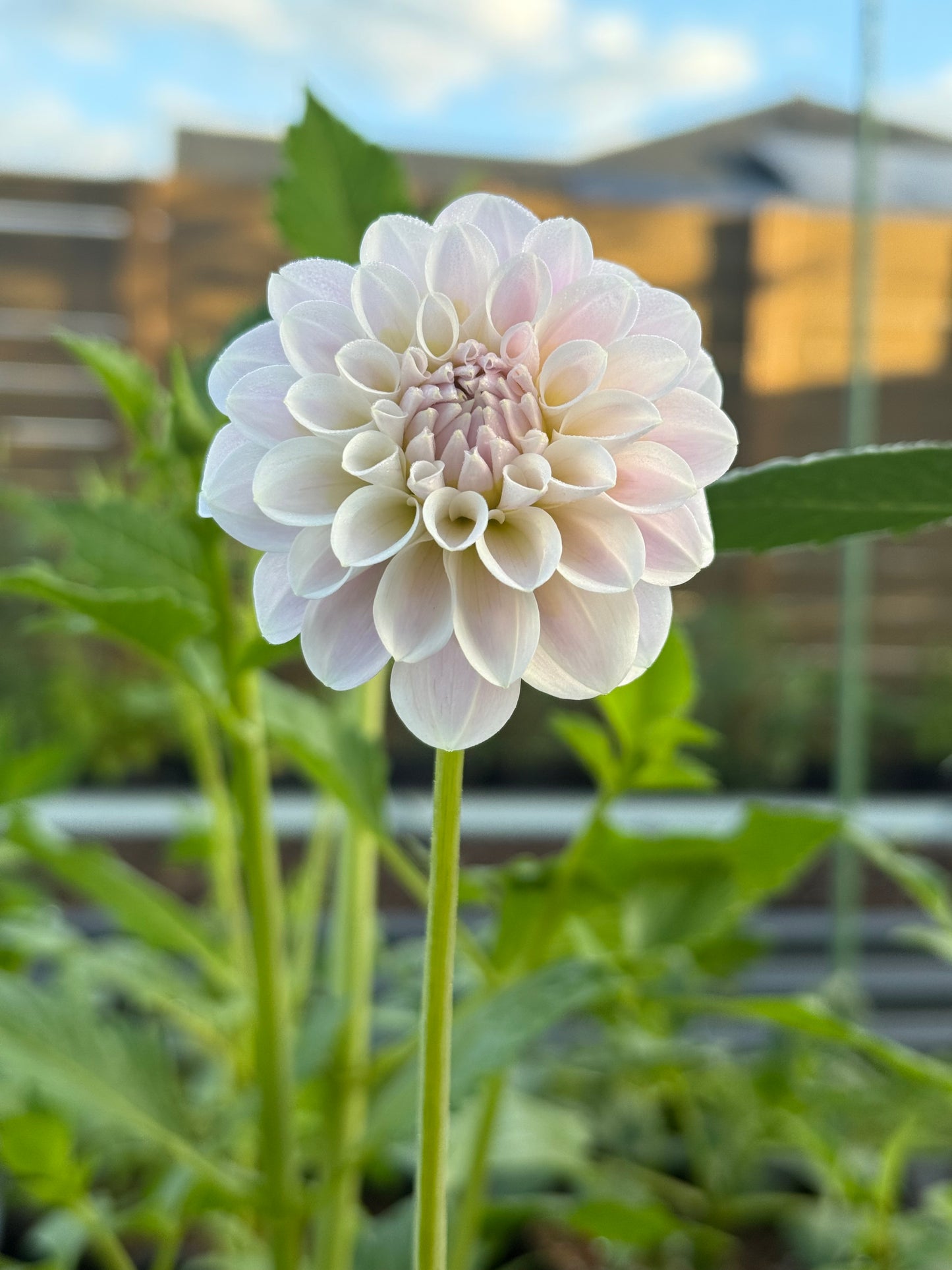 RM Hannah Joe (Rooted cutting)