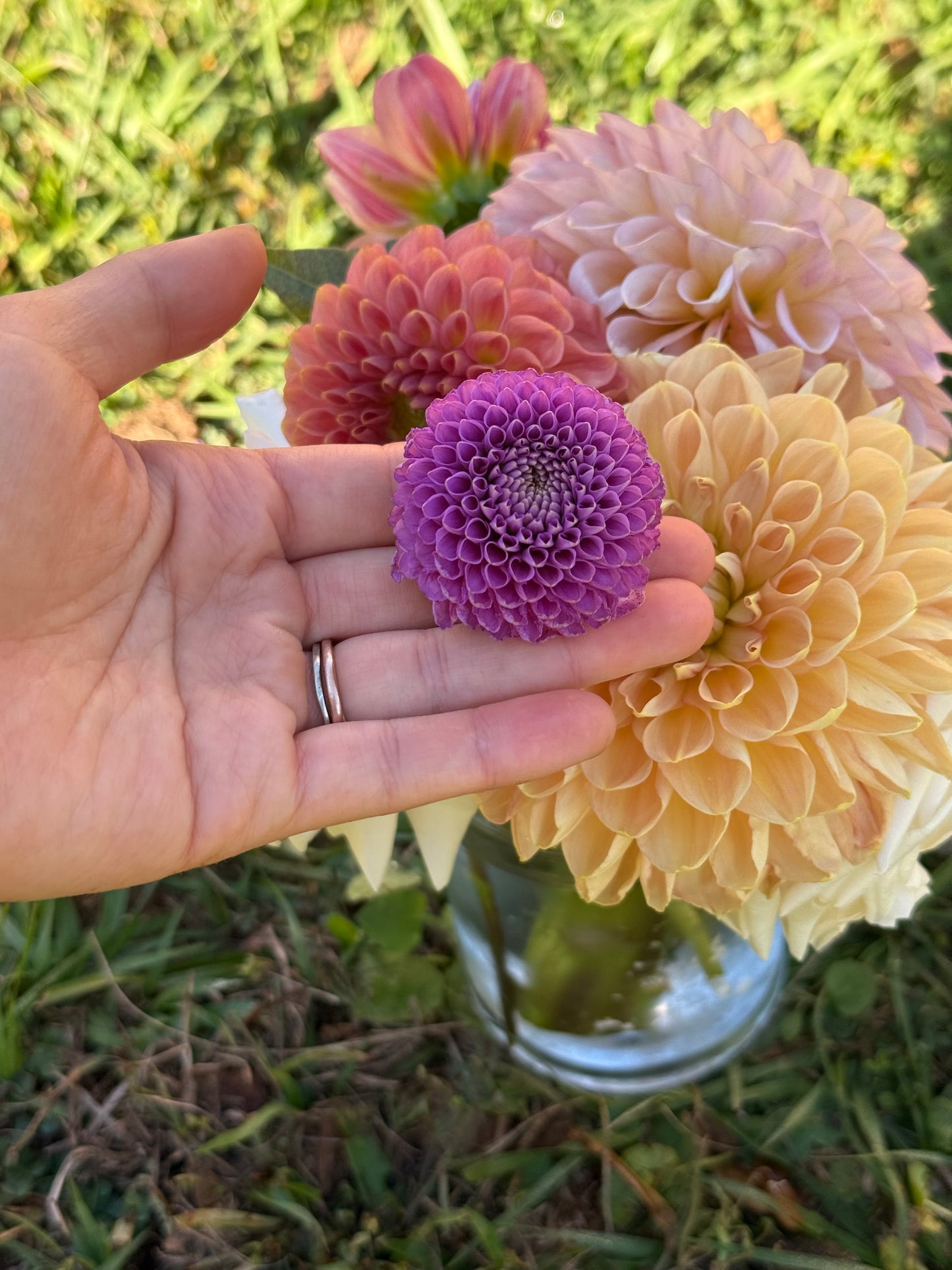 Florelie Hayley 🇦🇺 (rooted cutting)