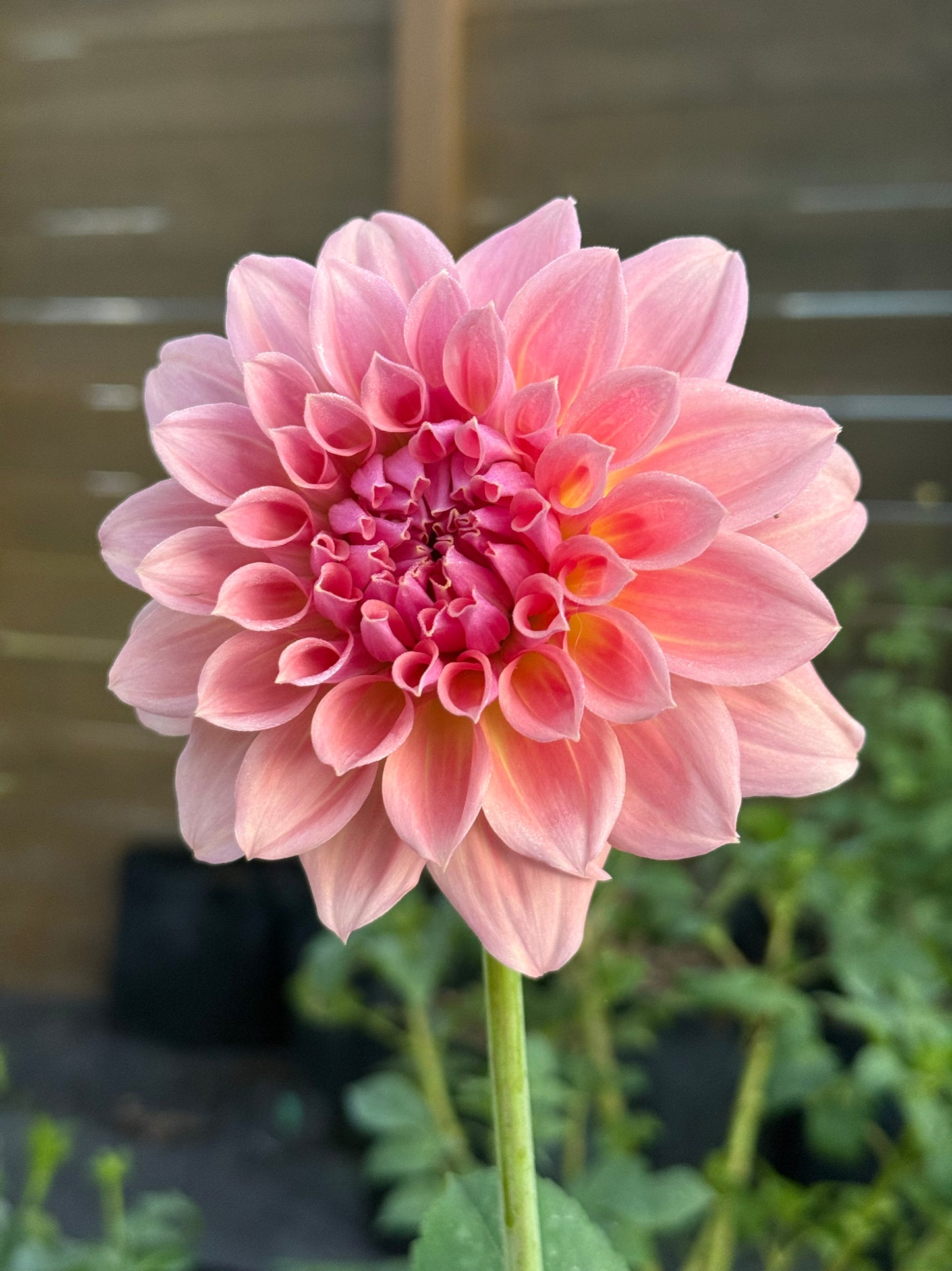 West Coast 🇦🇺 (rooted cutting)