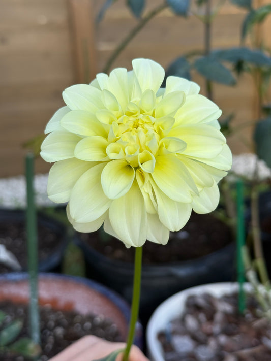 Coorabell Heather 🇦🇺 (Rooted cutting)
