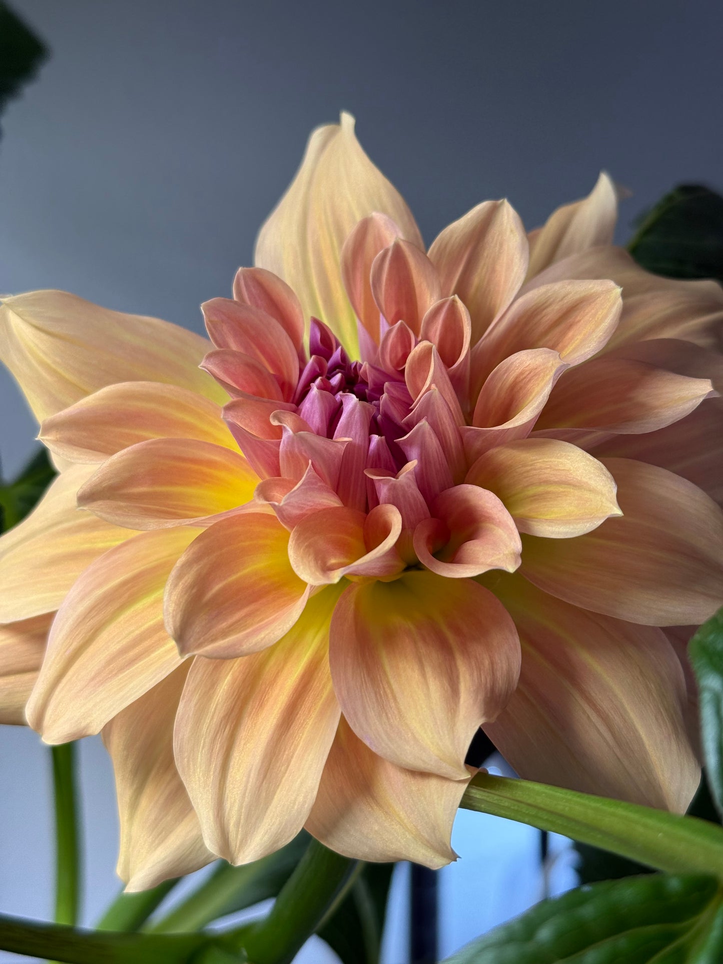 West Coast 🇦🇺 (rooted cutting)