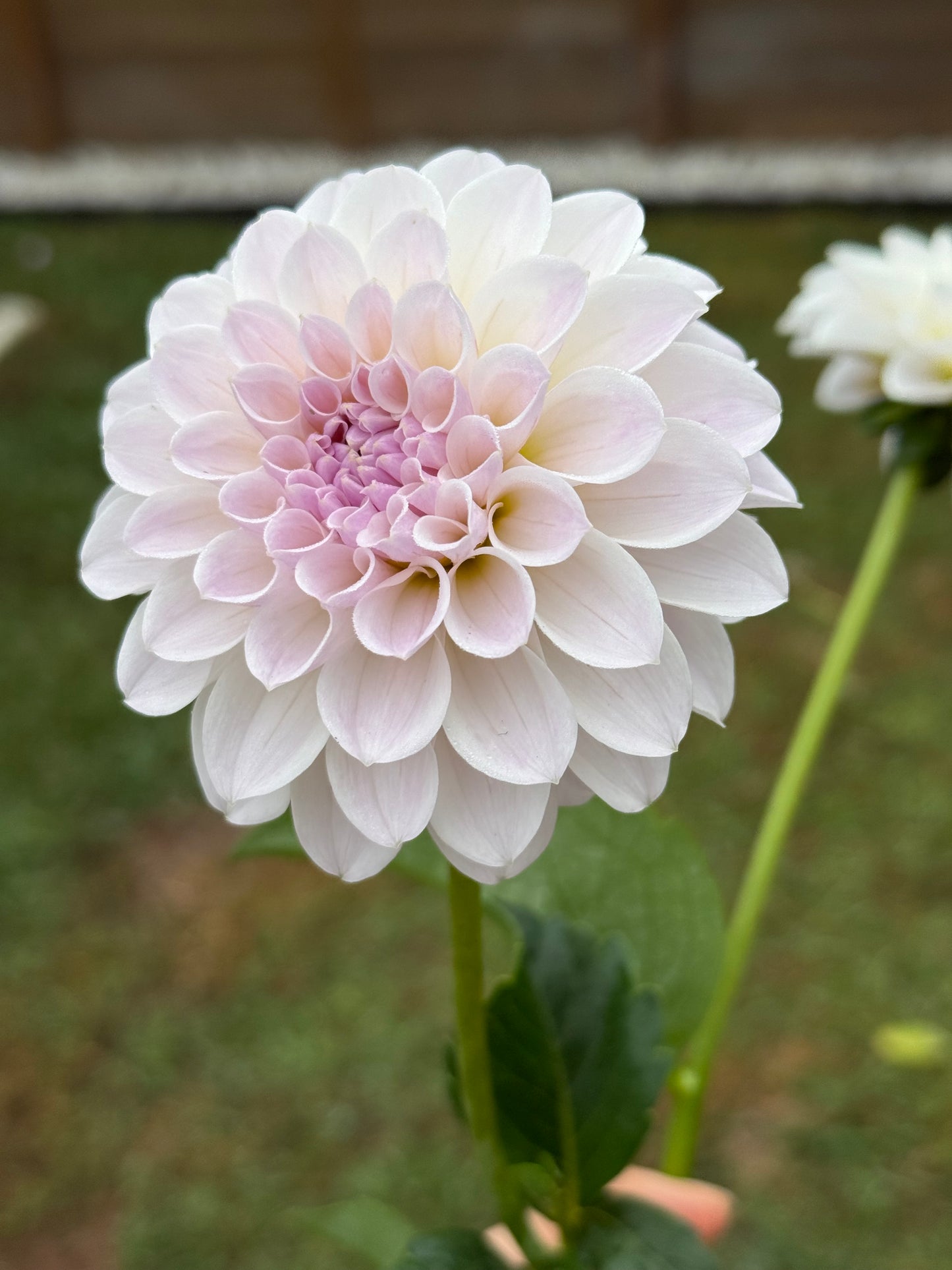 RM Hannah Joe (Rooted cutting)