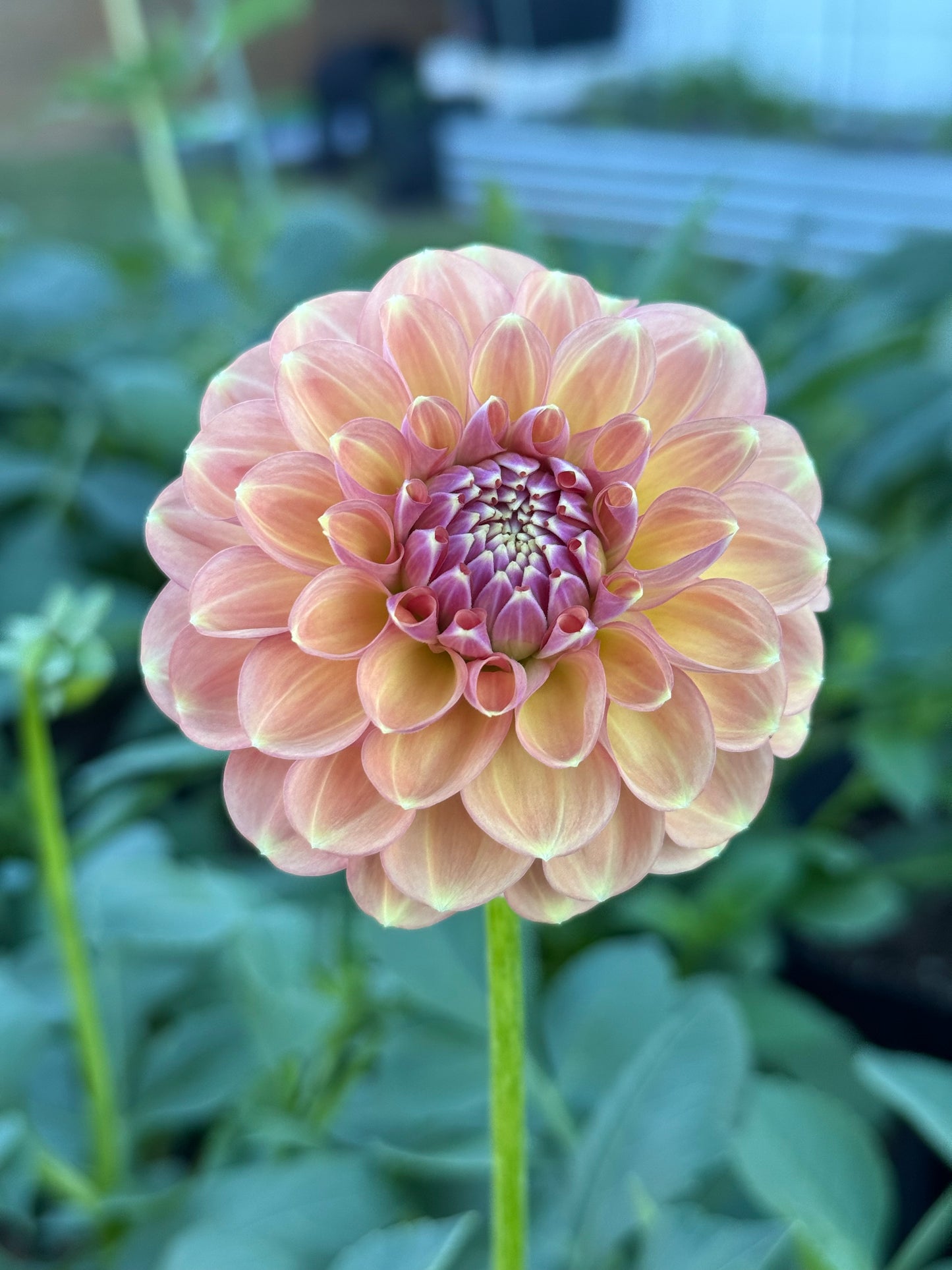 Devon Apollo 🇦🇺 (Rooted cutting)