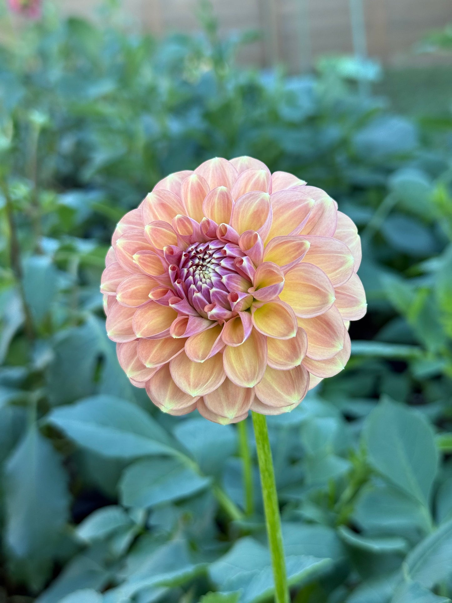 Devon Apollo 🇦🇺 (Rooted cutting)