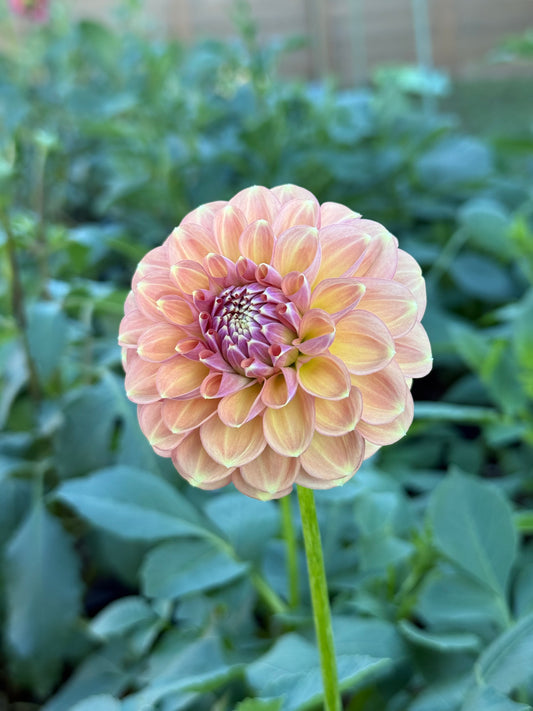 Devon Apollo 🇦🇺 (Rooted cutting)