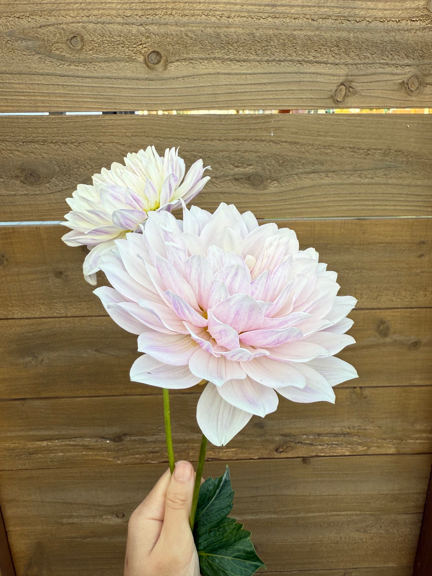 Hollyhill Snowqueen (Rooted cutting)